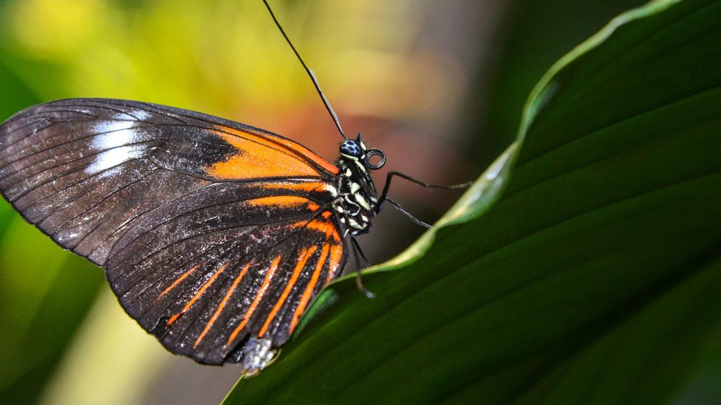 Memorial Day 2019 Museum of Natural History